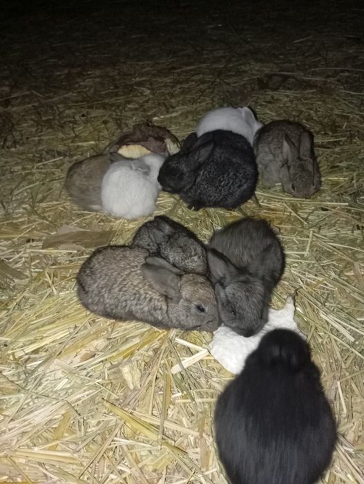 Қуён болалари сотилади 50000мингдан отаси фландер онаси жайдари