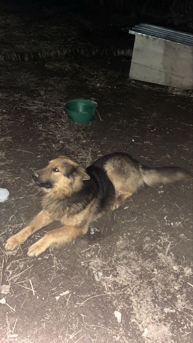 Продам немецкий овчарка