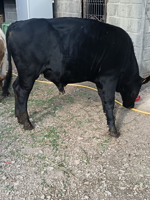 Vand taur black angus