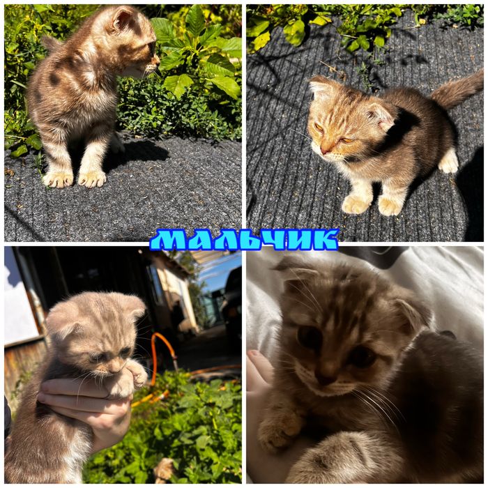 Шотландский котята вислоухие