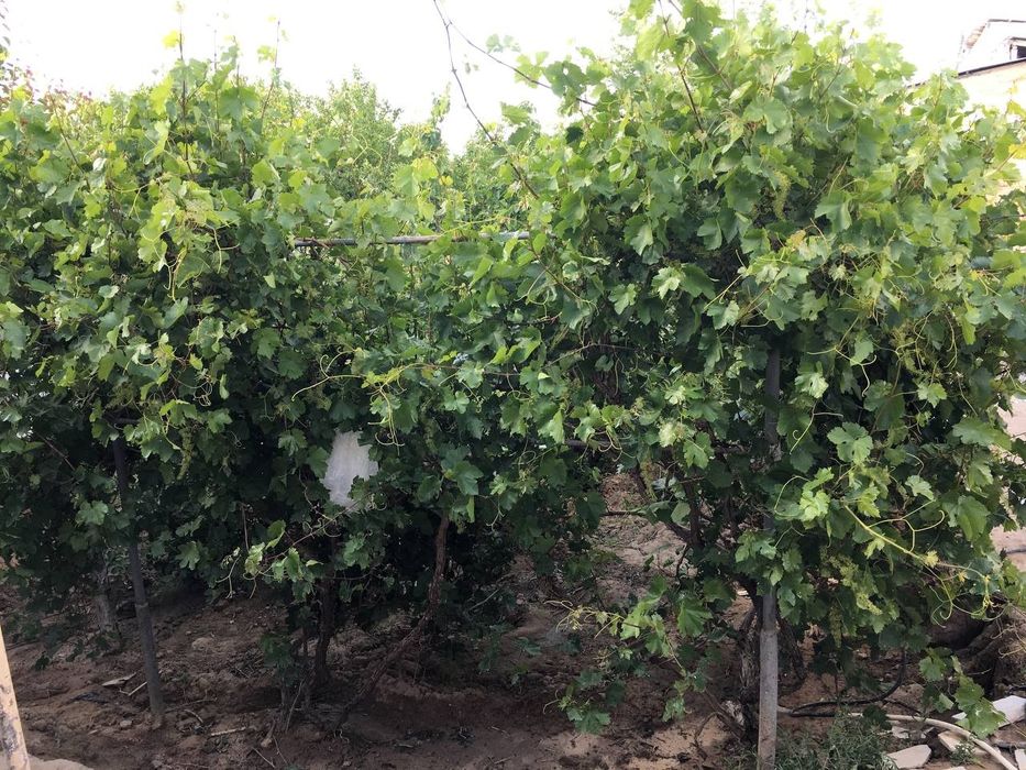 Дэудан 4сотихли ховли