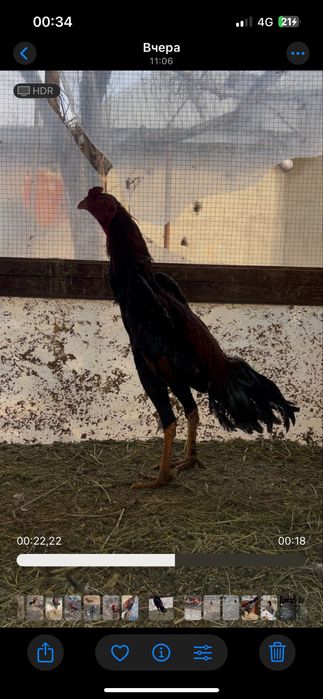 Шамо тайго дакан