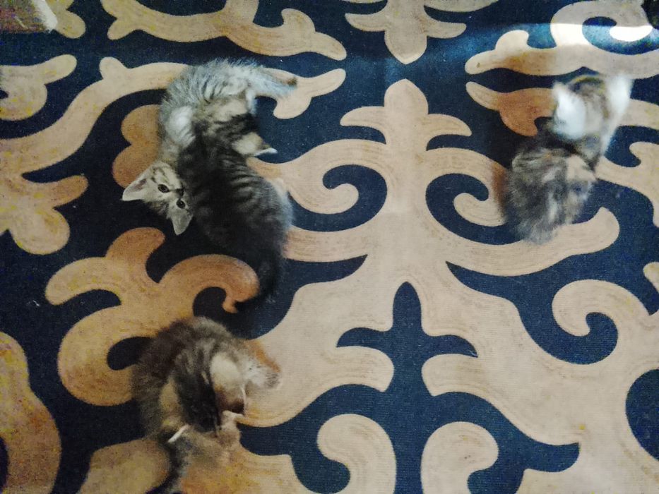 Отдам котят бесплатно