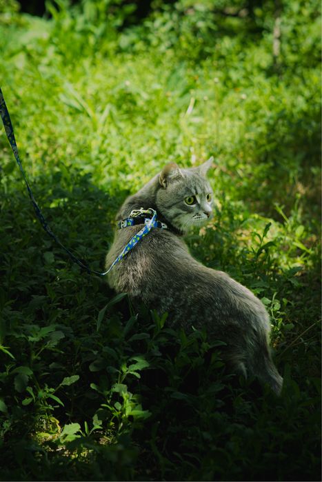 Кошка (8 мес) ищет дом