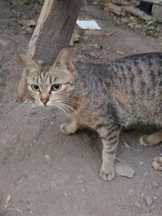 Кошки крысоловы.