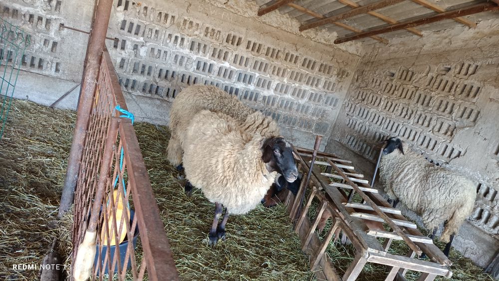 Vând grâu , pentru mai multe detalii sunați la numărul afișat !