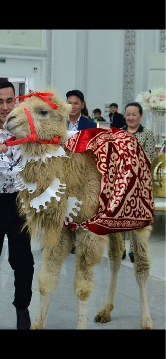 Ұрғашы Бота 1 жасар сатылады.