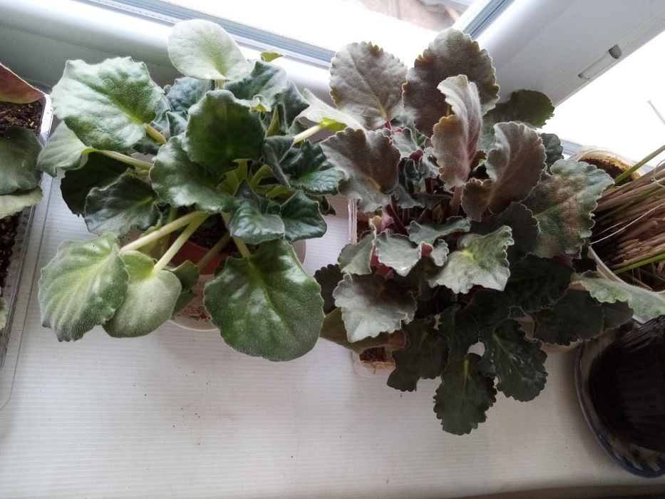 Фиалки маленькие