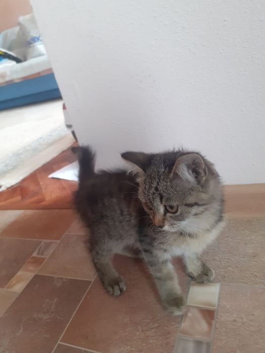 Отдам в добрые руки котенка девочку