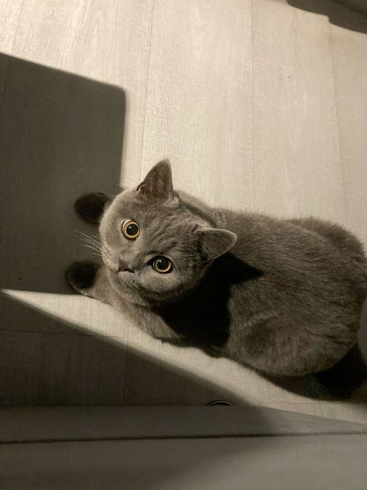 Два британских кота мальчик и девочка!