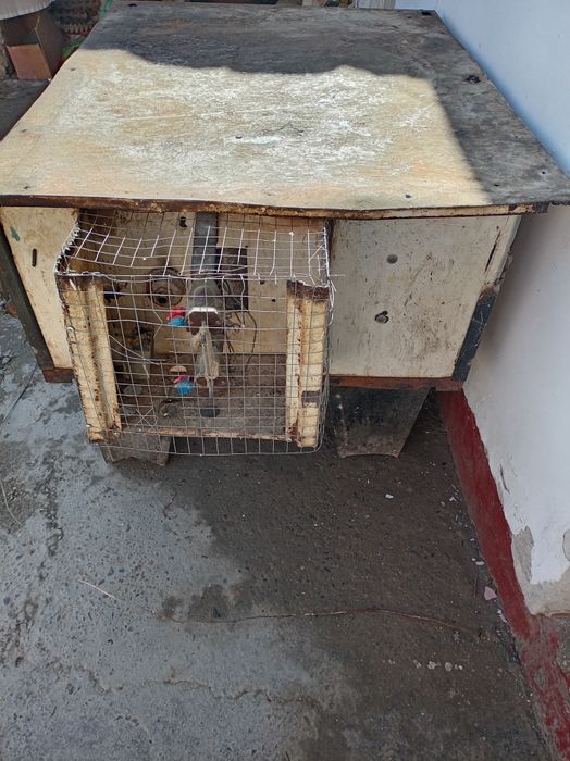 Duxovka tez va arzon sotiladi