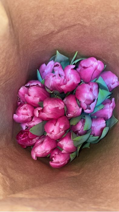 Тюльпаны оптом