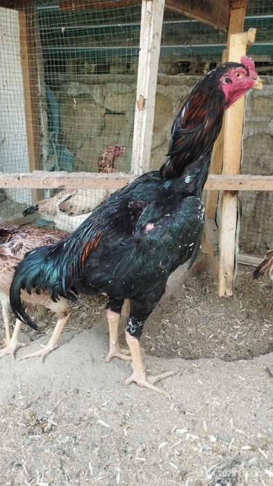 Шамо дакан товук тухумлари сотилади