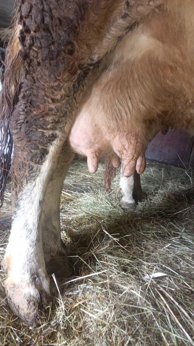 De vânzare vaca gestanta