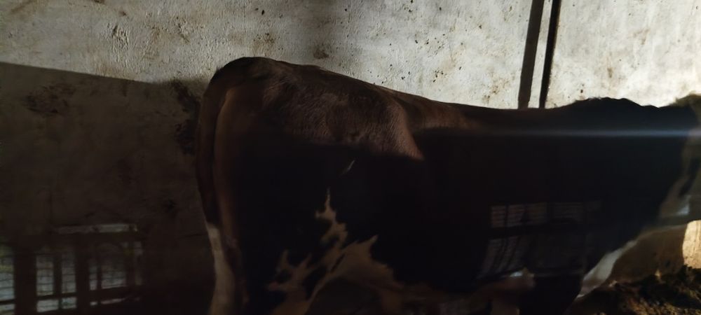 Продаю бычков сементал, белоголовые