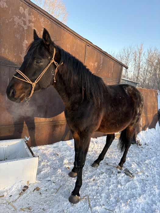Таза  канды айгыр сатылады
