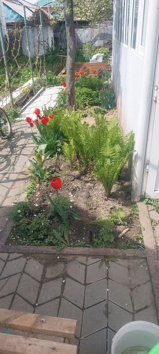 Цветы папоротник многолетние