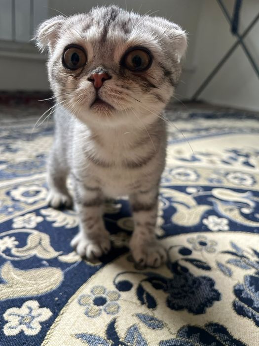Висла ушка котенок