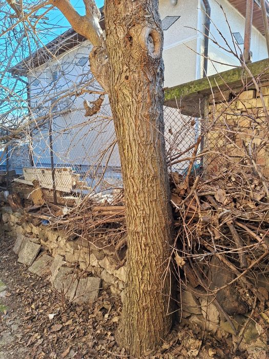 Продавам ствол от черничево дърво.