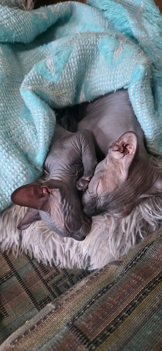 Котенок сфинкс вакцинированная