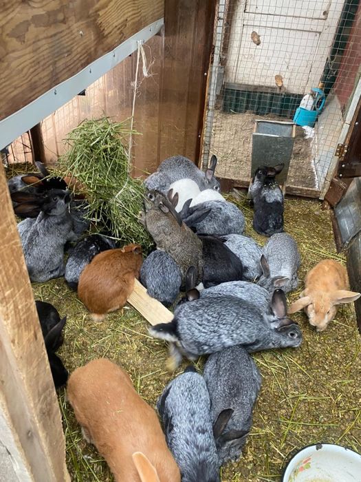 Кролики калифорния