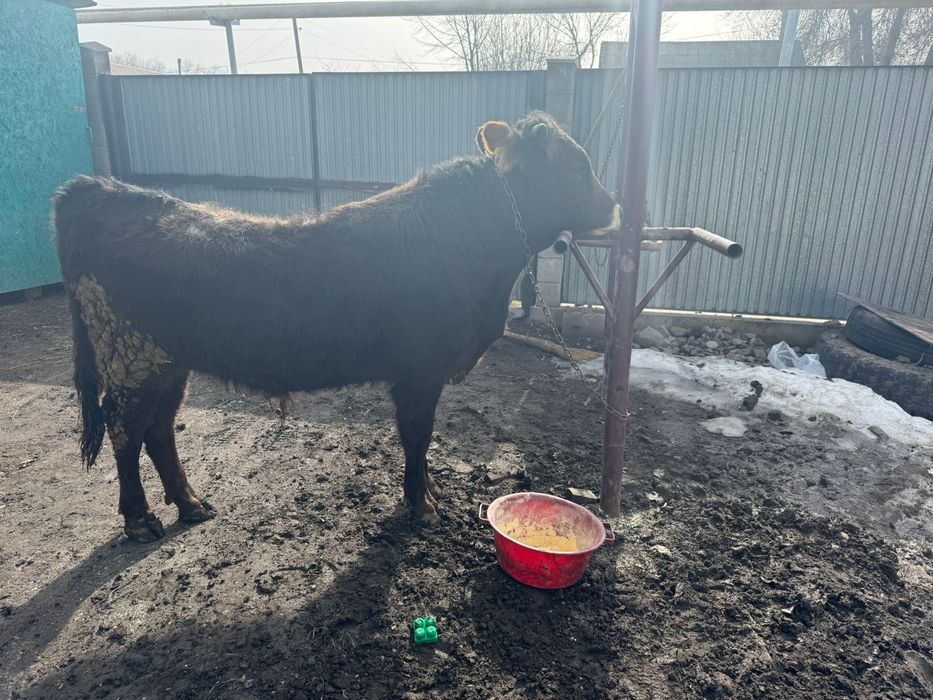 Продам бычка годовалого