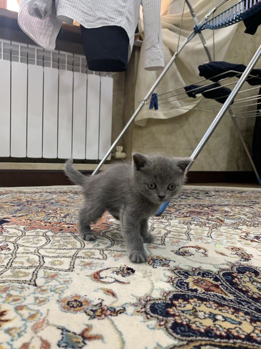 Продается котенок 1,5 месяца порода шатланская веслаухая