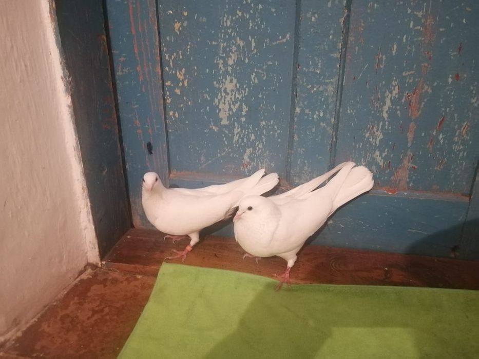 Көгершіндер сатылады