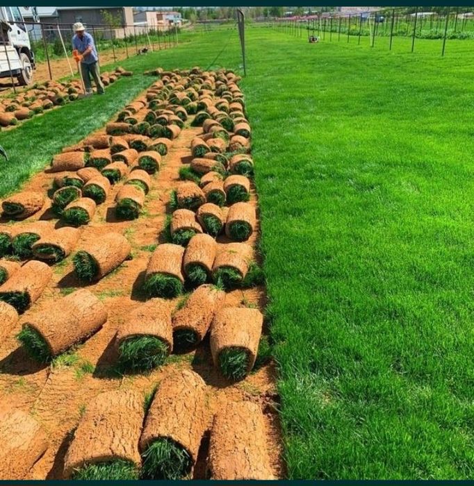 Sadovnik Archa ekish gazon ekish Gul ekish.