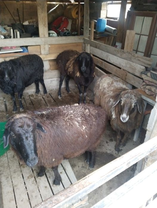 Семіз қой сатамын