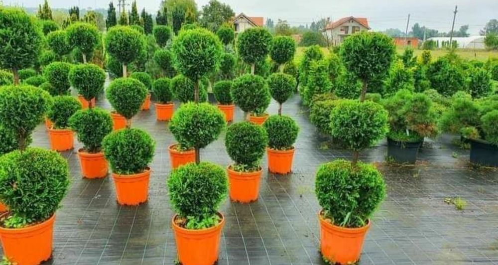 Pon pom, spirale, glob cu tija 3, arțar roşu/ Catalpa etc