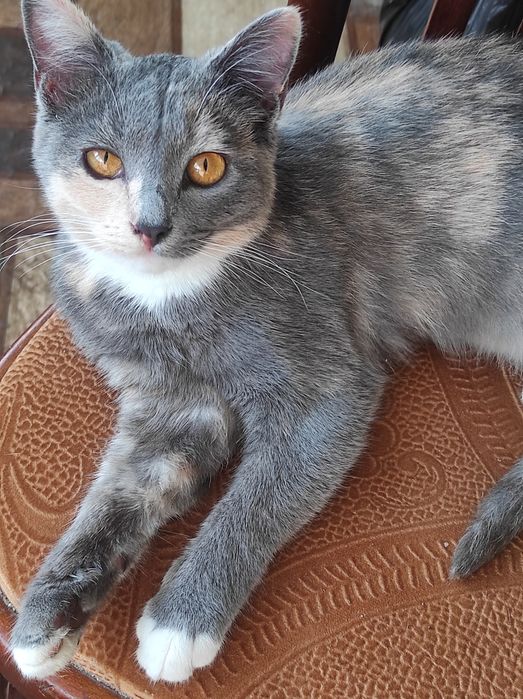 ПРИСТРАИВАЕТСЯ  шикарная девочка