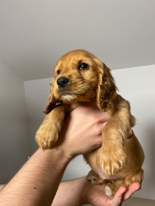 Cocker Spaniel baiat