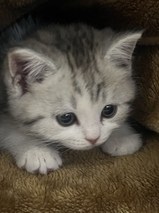 Котенки милашки:)СРОЧНО ПРОДАЮ!