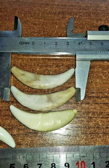 Продам клыки  оригинальные