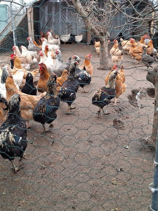 Gaini de curte de vanzare