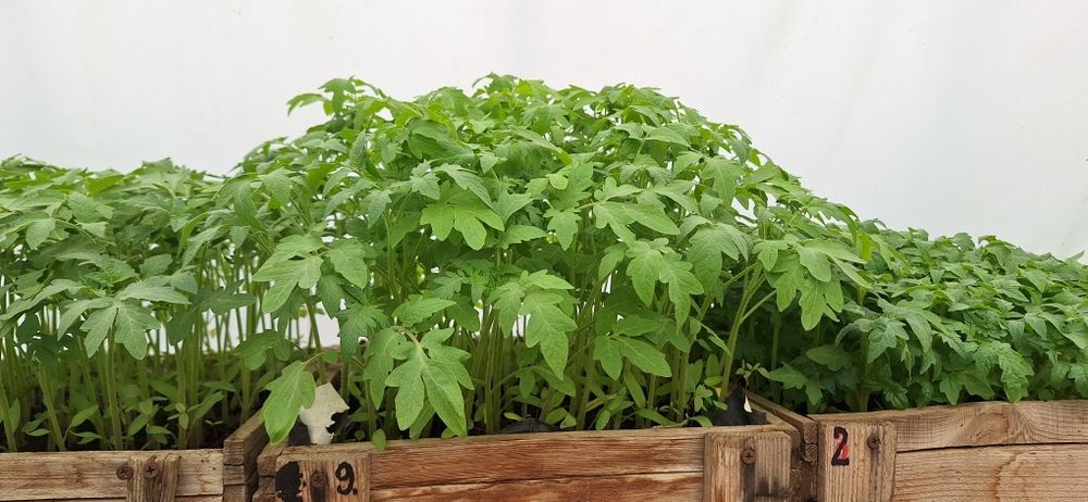 Продам рассаду овощей