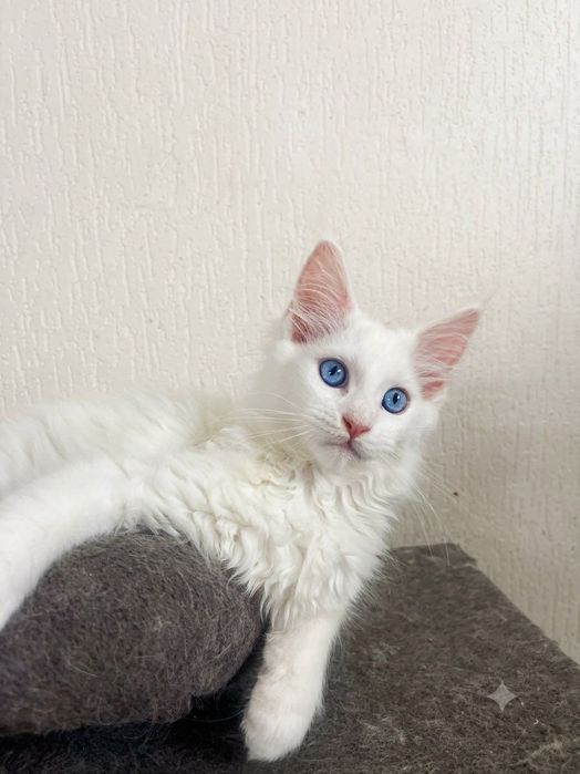 Maine Coon cu părinții campion