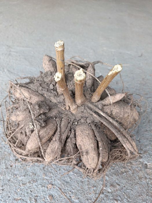 Продам клубни георгин.