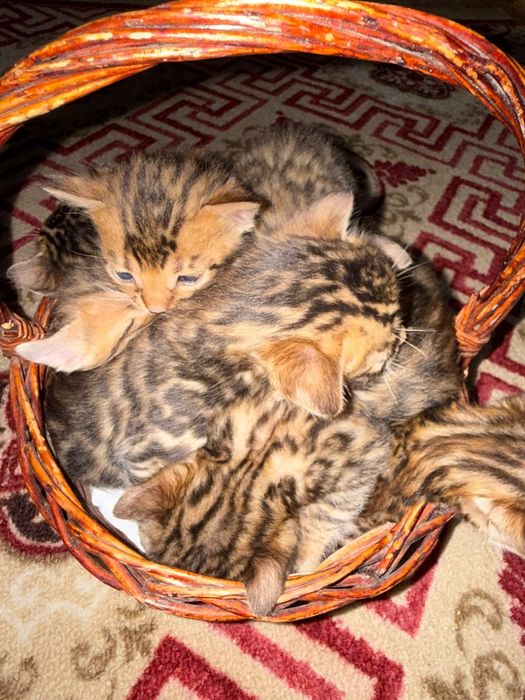 Бенгальские котята,есть каспи ред