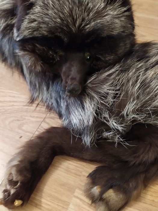 Etolă/guler din vulpe argintie întreagă (1 m)