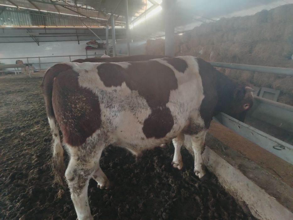 Smental buqa 1 yosh 2 oylik