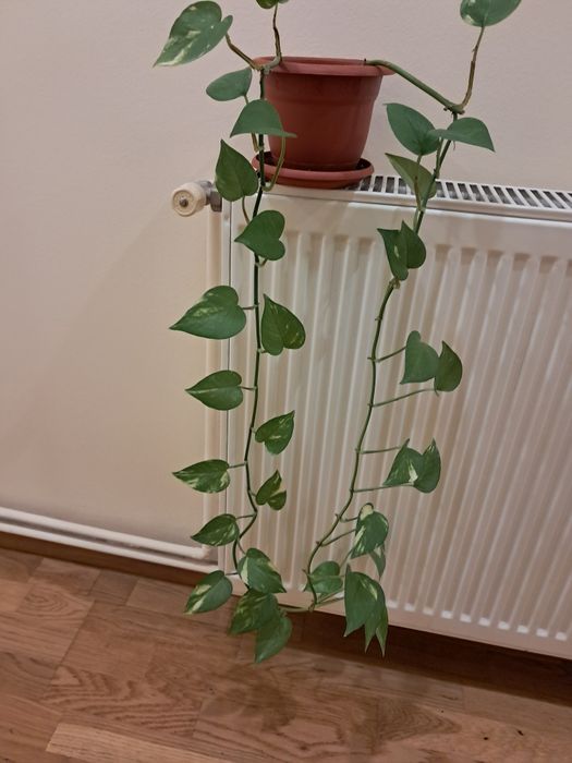 Vand planta ornamentala epipremnum aureum