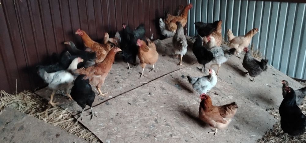 Продам домашних курочек.