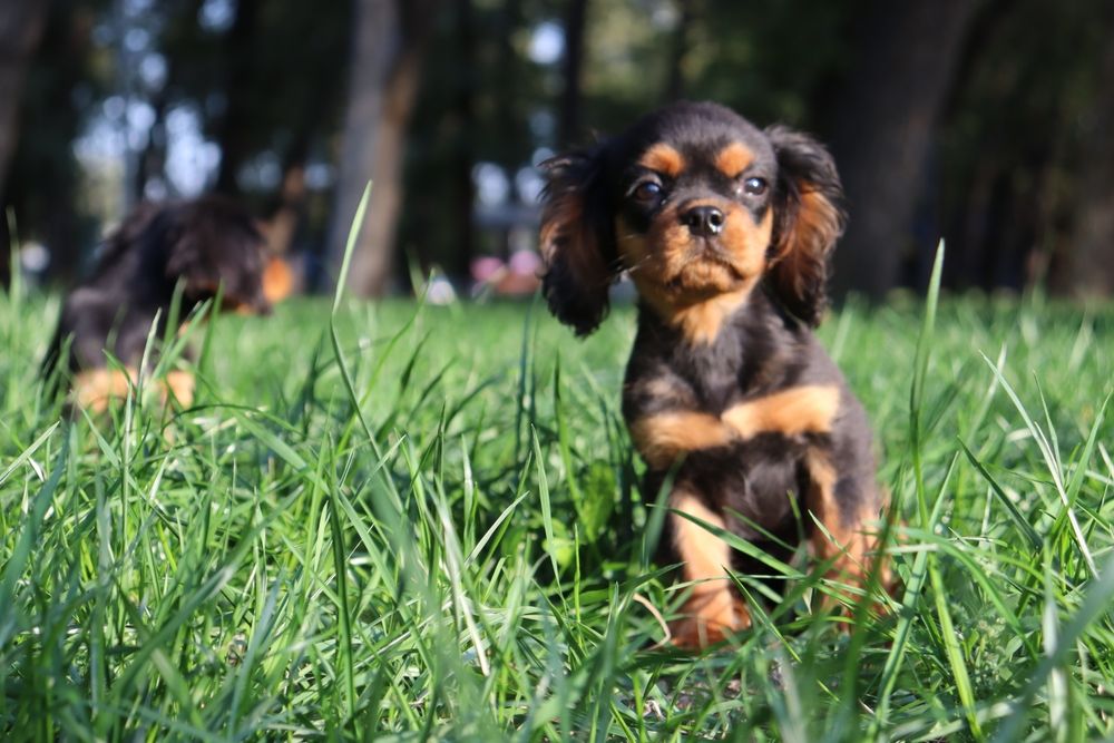 Щенки Кавалер Кинг Чарльз Спаниель