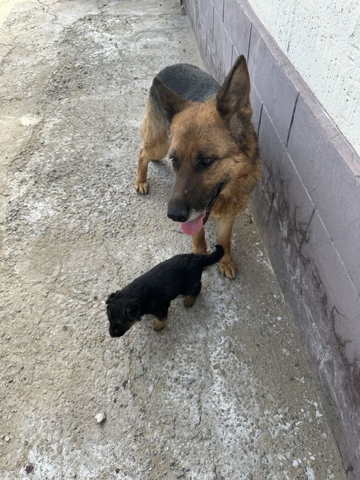 Күшік Неміс овчаркасы  сатылады