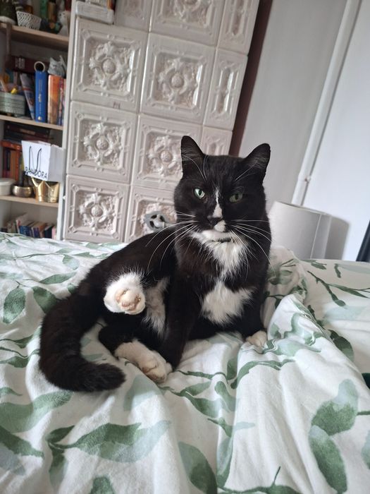 Motan pentru adoptie