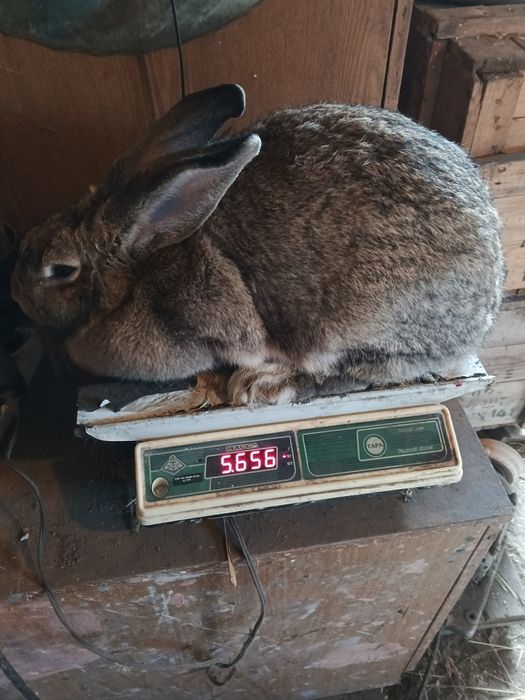 Кролики молодняк