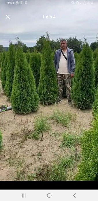 vând plante ornametale