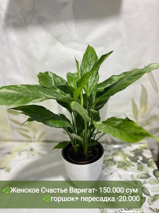 Антуриум, Аглаонема, Эпипренум